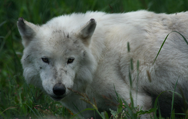 Запашный просит отпустить белого голубоглазого волка, которого поймали в Ингушетии