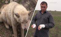 Аслан Шаухалов: Отпущу волка на волю куда-нибудь в заповедник, подальше от людей. (видео)