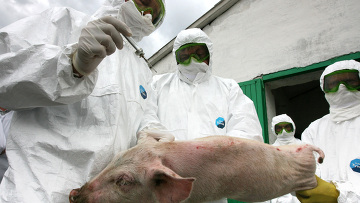 Чума свиней грозит всем южным регионам, кроме Ингушетии и Чечни