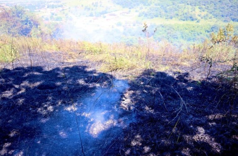 Более 5 гектаров леса загорелось в предгорной зоне Ингушетии