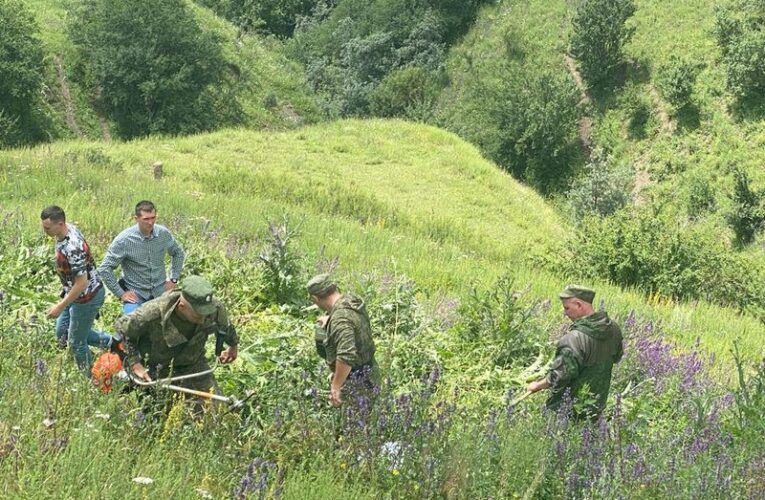В Джейрахском районе Ингушетии уничтожены заросли дикорастущей конопли