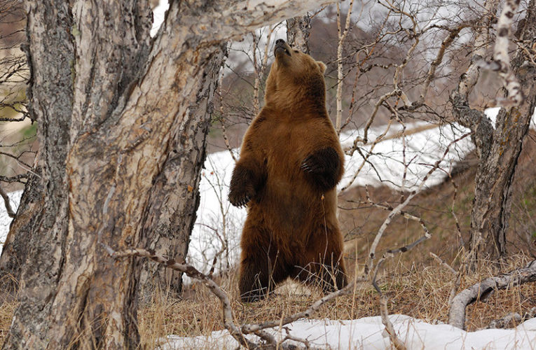 В Ингушетии егеря зафиксировали раннее пробуждение медведя