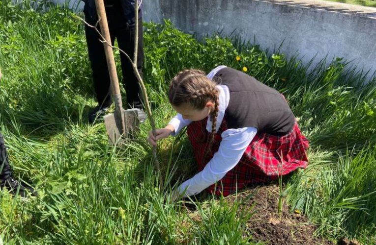 В память о погибших в ВОВ учащиеся школ Ингушетии высадили более 700 саженцев деревьев